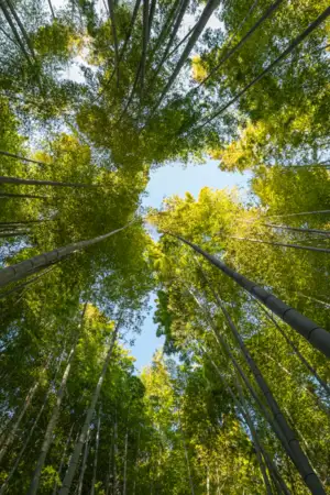 UC cria projeto para mapear conflitos ambientais em todo o país